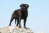 BULLMASTIFF 339